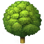 deciduous tree on Apple