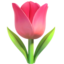 tulip on Apple