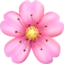 cherry blossom on Apple