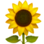 sunflower on Apple