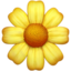 blossom on Apple