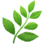 herb on Apple