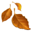 fallen leaf on Apple