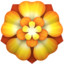 rosette on Apple