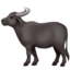 water buffalo on Apple