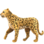 leopard on Apple