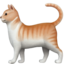 cat on Apple