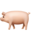 pig on Apple