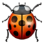 lady beetle on Apple
