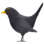 black bird on Apple