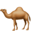 camel on Apple