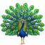 peacock on Apple