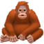 orangutan on Apple