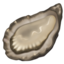 oyster on Apple