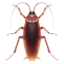 cockroach on Apple
