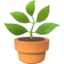 potted plant on Apple