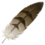 feather on Apple