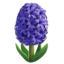 hyacinth on Apple