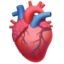 anatomical heart on Apple
