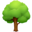deciduous tree on Facebook