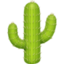 cactus on Facebook