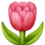 tulip on Facebook