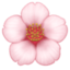 cherry blossom on Facebook
