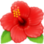 hibiscus on Facebook
