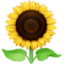 sunflower on Facebook