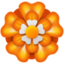 rosette on Facebook