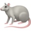 rat on Facebook