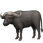 water buffalo on Facebook