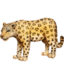 leopard on Facebook