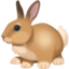 rabbit on Facebook