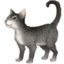 cat on Facebook
