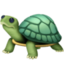 turtle on Facebook