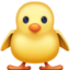 front-facing baby chick on Facebook