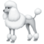 poodle on Facebook