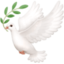 dove on Facebook