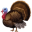 turkey on Facebook