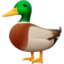 duck on Facebook