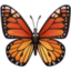 butterfly on Facebook