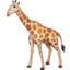 giraffe on Facebook