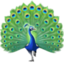 peacock on Facebook