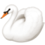 swan on Facebook