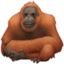 orangutan on Facebook