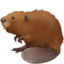 beaver on Facebook