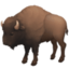 bison on Facebook