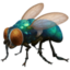 fly on Facebook