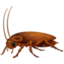 cockroach on Facebook